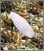 03.a Snow Goose Bags
