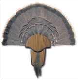 Turkey Tail and Beard Mounting Kit