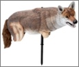 Yote' Coyote Decoy