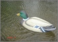 Quiver Duck Drake