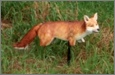 Foxxy Fox Decoy