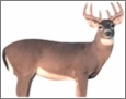 Renzo's Buck Decoy 